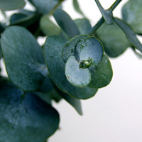 Eucalyptus Lemon Essential Oil Eucalyptus Lemon Essential Oil