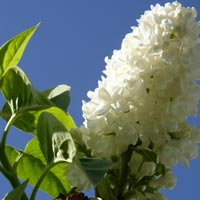 Lilac Fragrance Oil Lilac Fragrance Oil