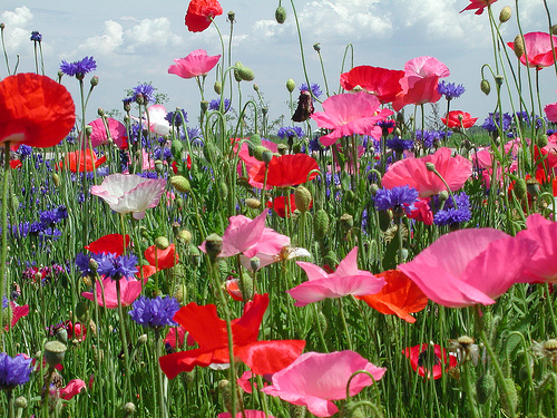 Wildflowers Fragrance Oil Wildflowers Fragrance Oil